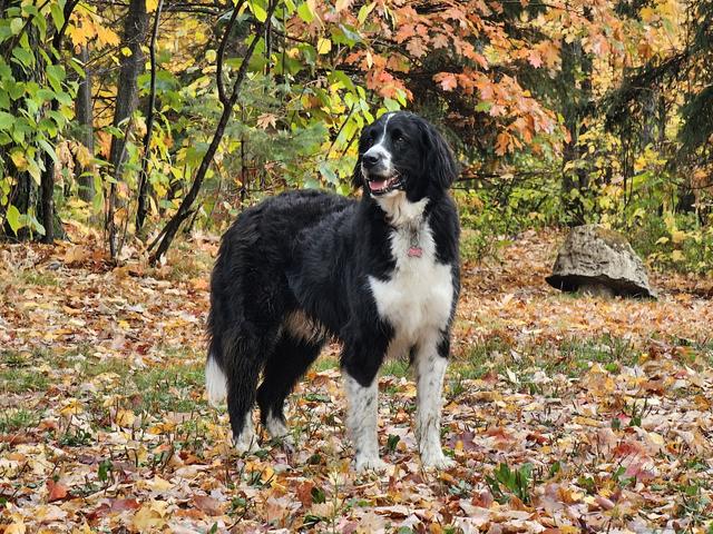Border collie in the autumn leaves