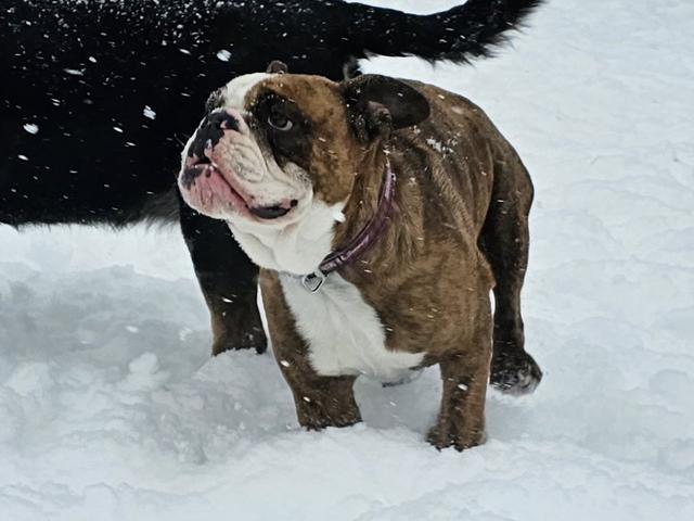 English bulldog in the snow