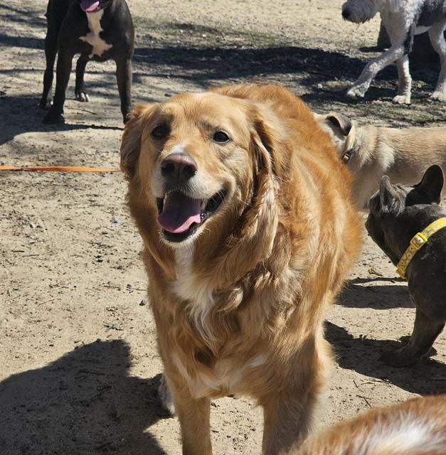 Golden retriever smiling in the yard