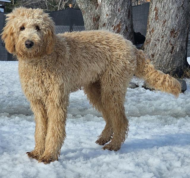 Goldendoodle standing in the snow