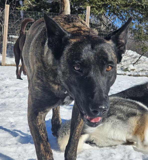 Dutch shepherd close-up with the pack