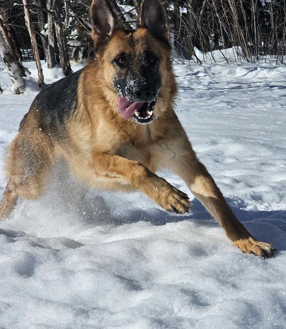 German shepherd running through the snow