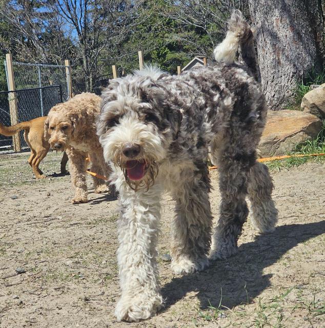 Shaggy grey doodle walking in the yard