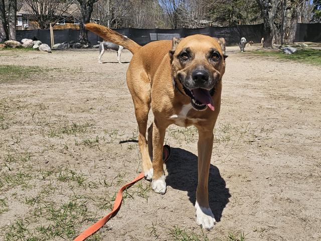 Tan dog on a leash in the yard
