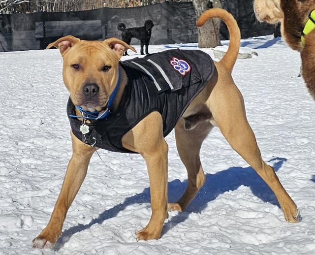 Tan dog in a winter coat in the snow