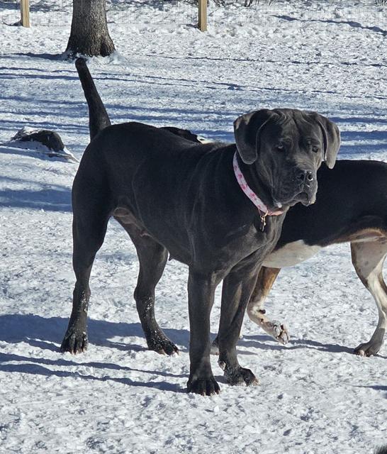 Grey dog playing in the snow