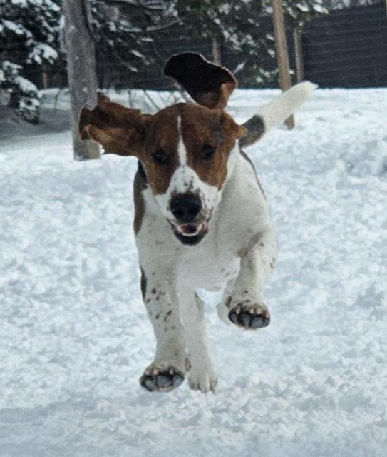 Hound mix bounding through the snow
