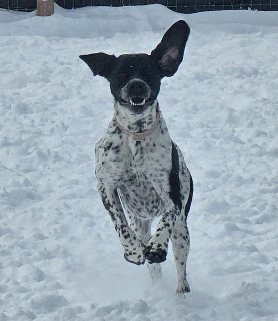 Spotted terrier mix in the snow