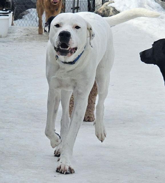 White dog trotting through the snow