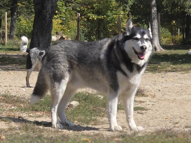 Husky walking in the yard
