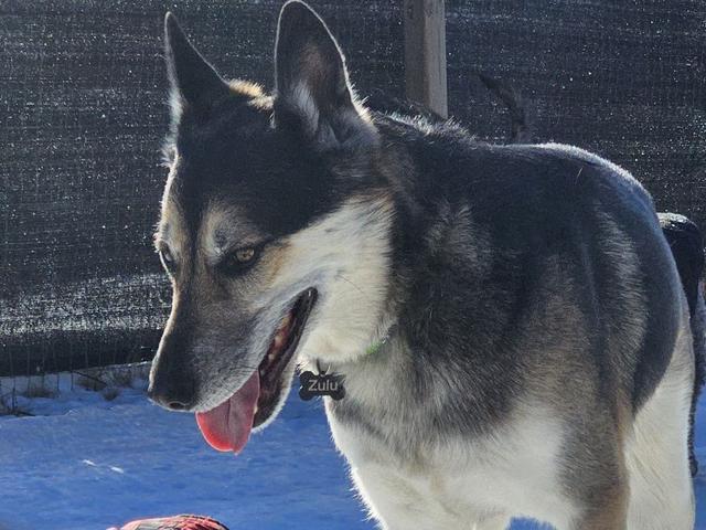 Husky mix close-up