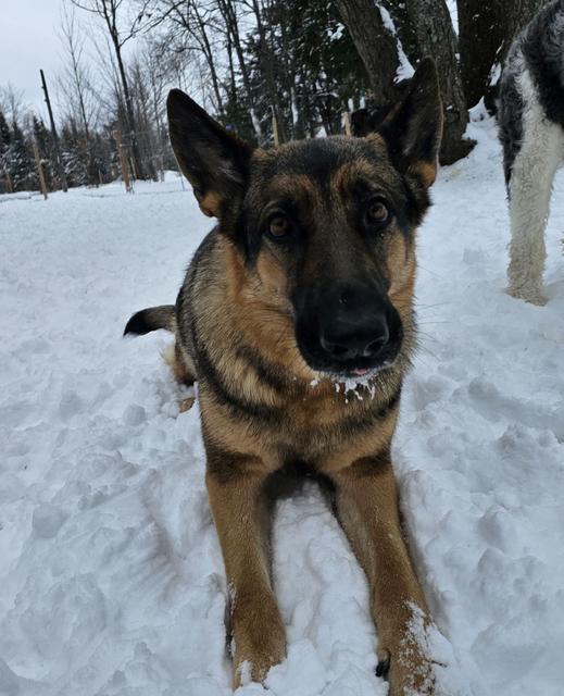 German shepherd walking in the snow