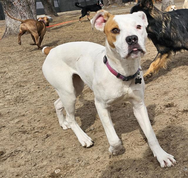 White pit bull mix trotting in the yard