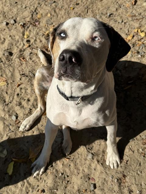 Brown and white dog looking at the camera