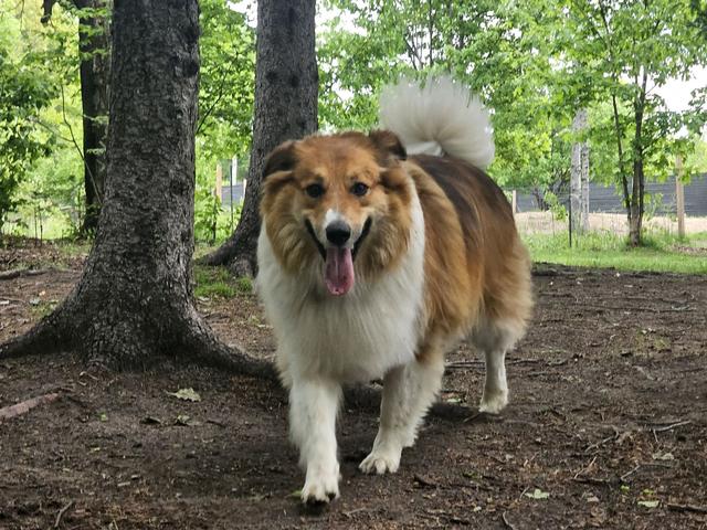 Collie mix walking in the woods
