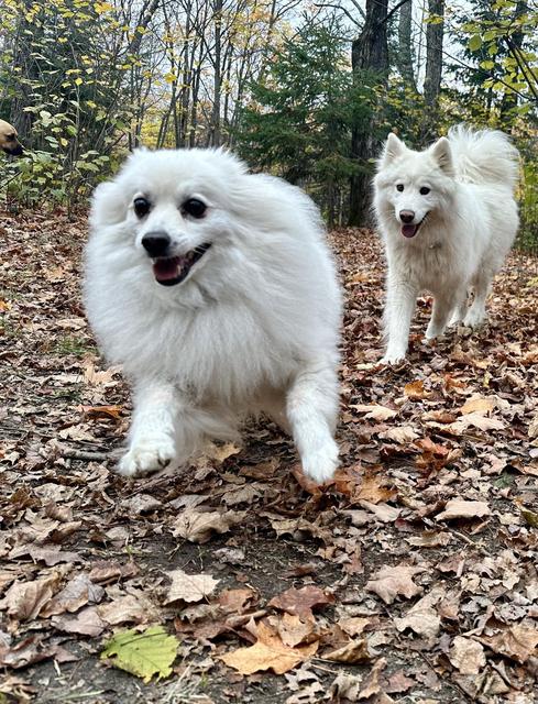 Fluffy white dogs in the autumn leaves