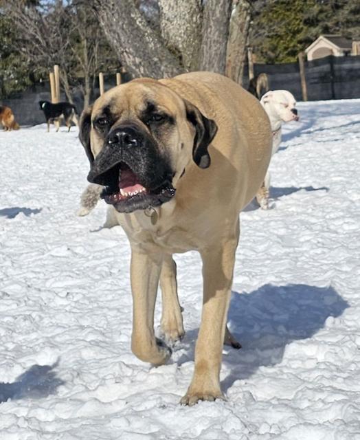 Mastiff mix walking in the snow