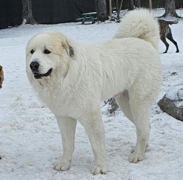 Great Pyrenees in the snow
