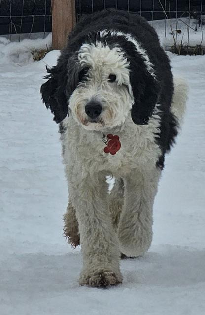 Black and white doodle in the snow