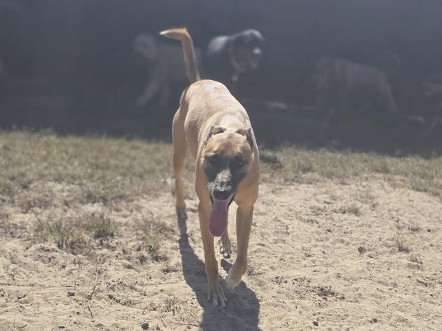 Tan dog walking across the yard