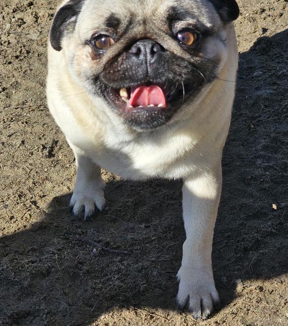 Pug smiling up at the camera
