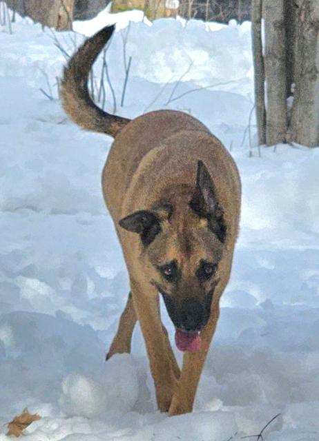 Shepherd mix walking in the snow