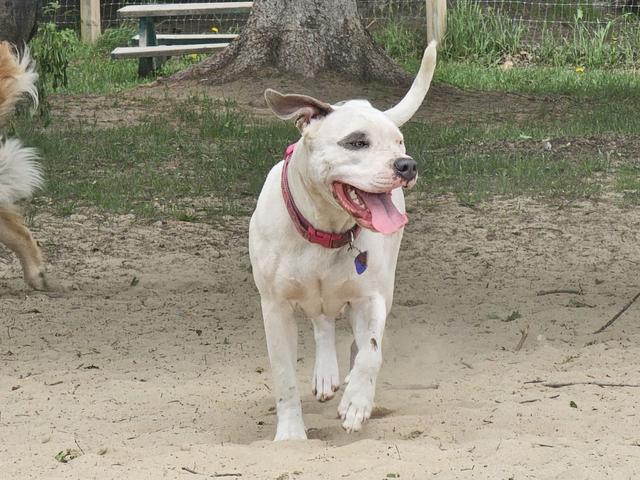 White dog standing in the yard
