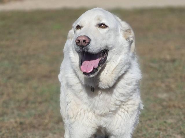 Smiling white dog close-up in the yard