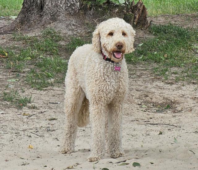 Cream doodle standing in the yard