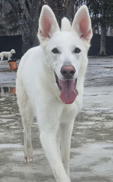 White shepherd in the snow