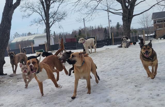 Dogs playing together in the snowy yard