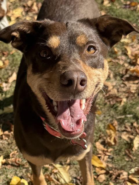 Brown dog grinning in the autumn leaves