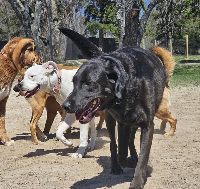 Dogs playing together in the yard
