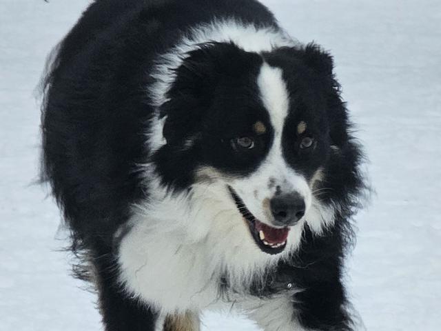 Black and white border collie close-up