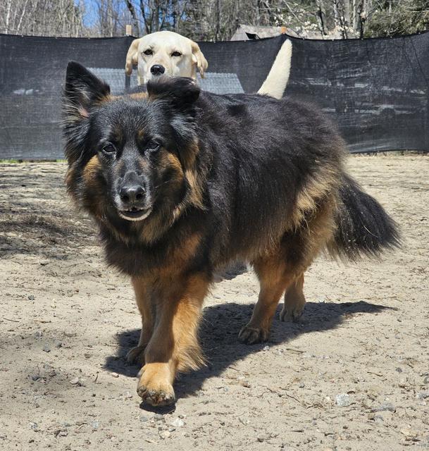 Fluffy shepherd mix in the yard