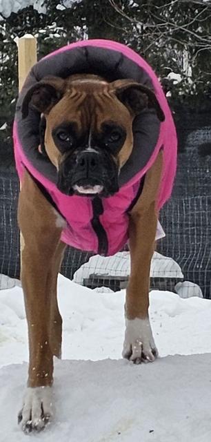 Boxer in a pink coat in the snow