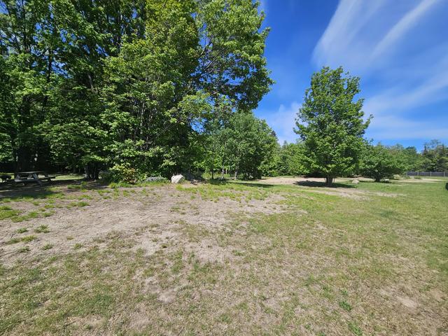 Grassy field and trees under a blue sky