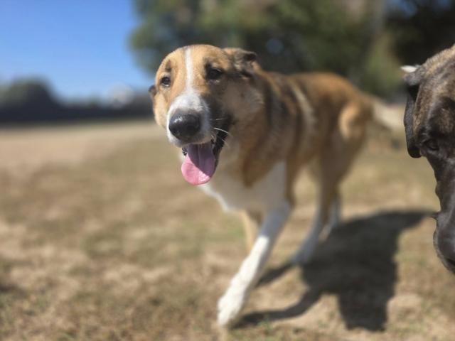 Shepherd mix trotting toward the camera