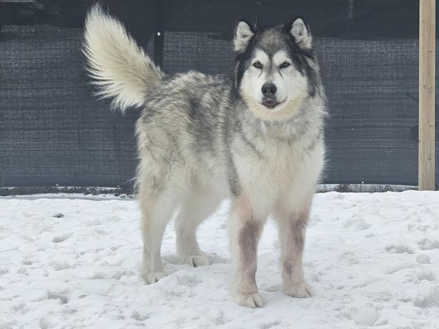 Alaskan malamute in the snow