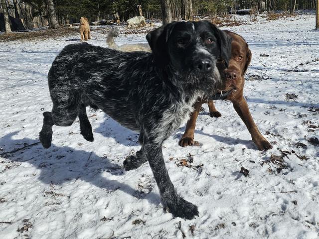 Merle dog playing in the snow