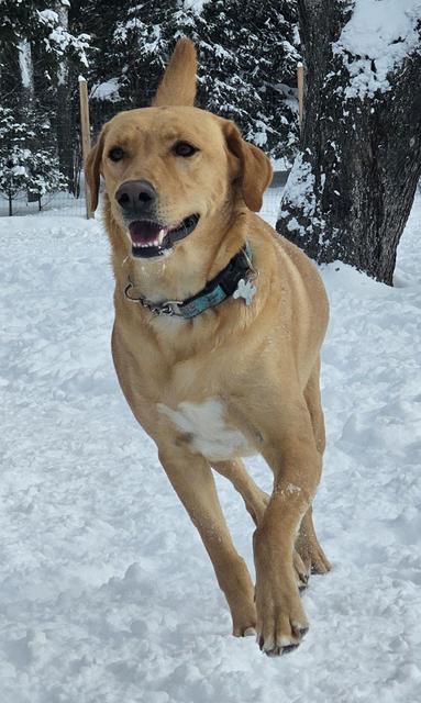 Tan dog trotting through the snow