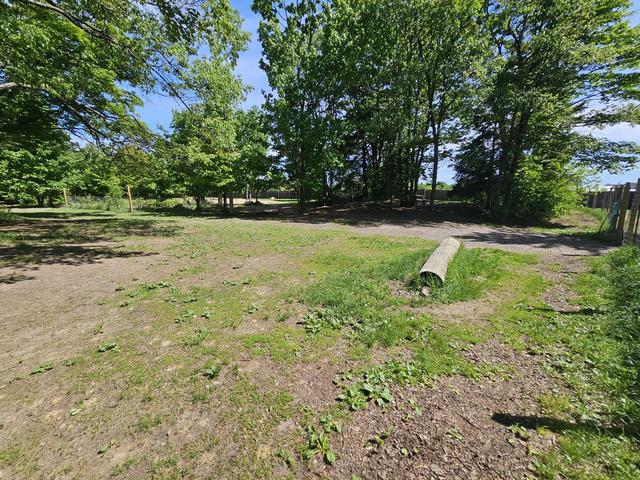 Grassy clearing surrounded by trees