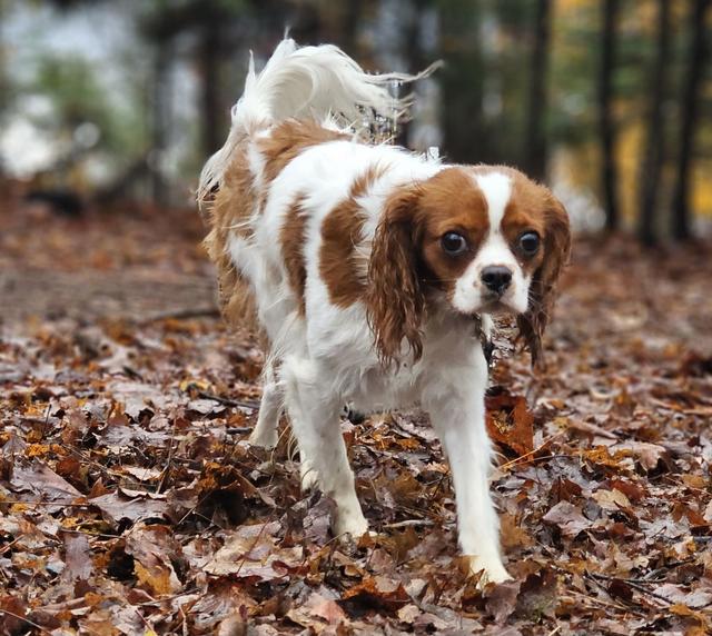 Cavalier King Charles spaniel in the autumn leaves