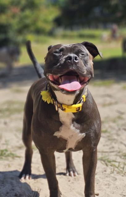 Brindle bulldog mix in the yard