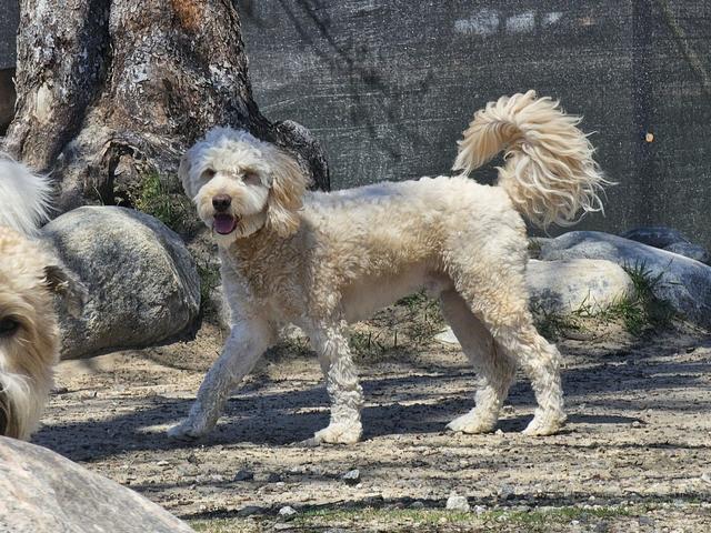Small fluffy dog walking in the yard