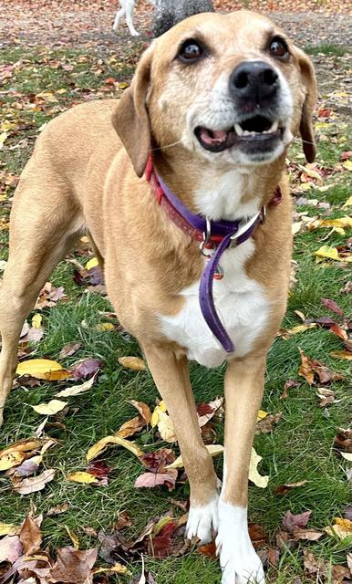 Tan dog in the autumn leaves