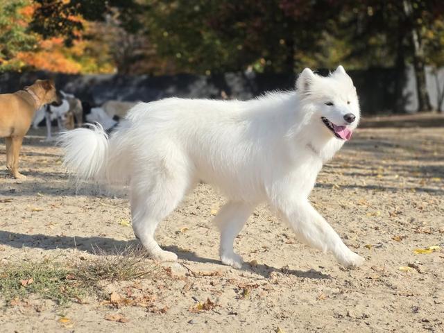 White fluffy dog trotting in the yard