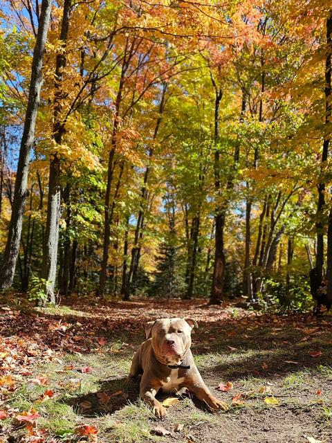 Dog in the woods surrounded by fall colours
