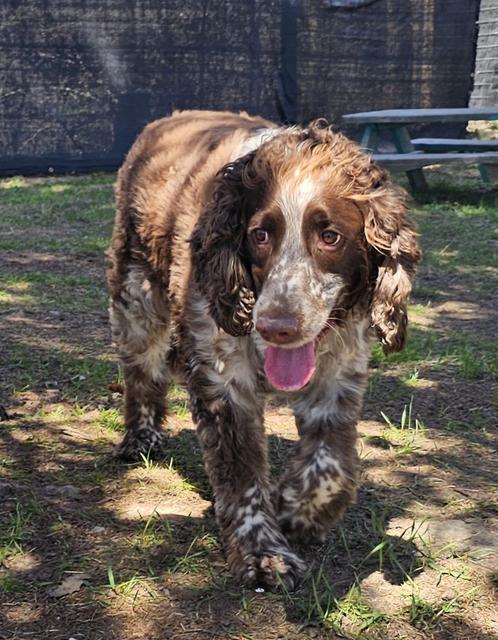 Brown and white spaniel walking in the yard