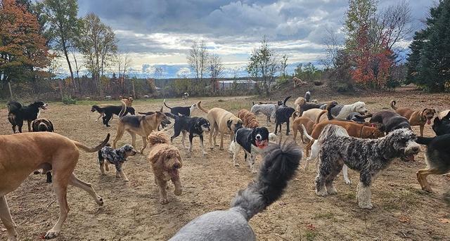 Big group of dogs in the open field
